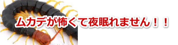 ムカデ,ヤスデ駆除はポッキリ価格のTEAM8060にお任せください